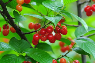 2018河南美農富硒櫻桃節開幕 五一玩轉櫻桃季，品味農副土特產品